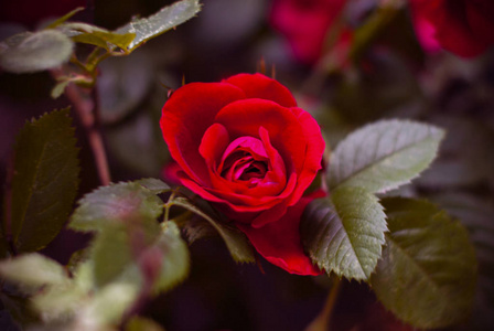 美丽的新鲜红玫瑰在大自然中。自然的背景, 玫瑰在花园灌木上的大花序