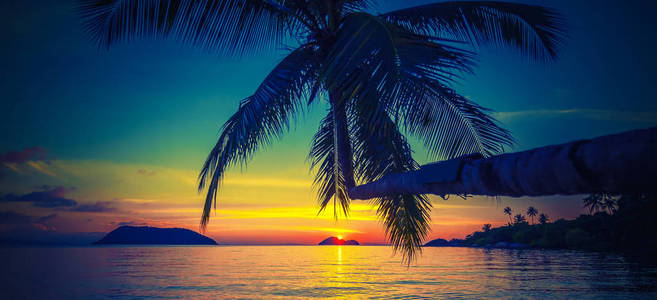 一个椰子棕榈的轮廓在海洋的背景和一个惊人的明亮日落壁纸背景和纹理的广告全景横幅格式。