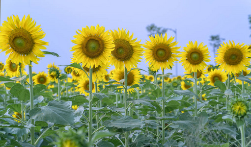 向日葵的田野，盛开的花朵，就像太阳在有机农场里闪闪发光