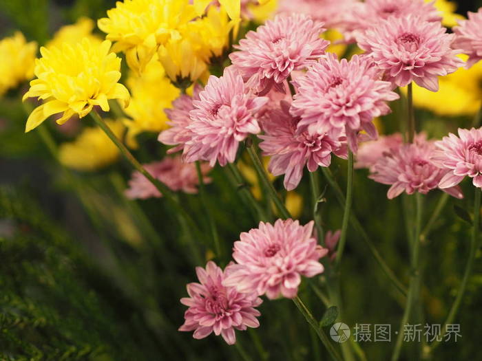 粉黄花非洲雏菊 经瓣雏菊 枳壳多年生草本 花药花粉粒照片 正版商用图片17pcfm 摄图新视界