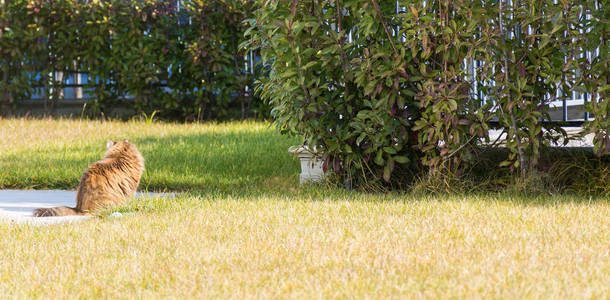 西伯利亚猫户外草地上绿色, 棕色鱼版