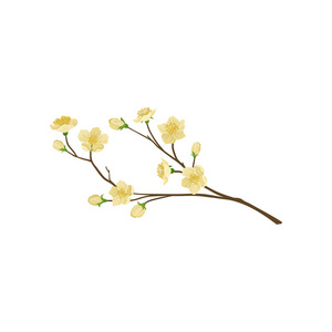 开花梨图片-开花梨素材-开花梨插画-摄图新视界