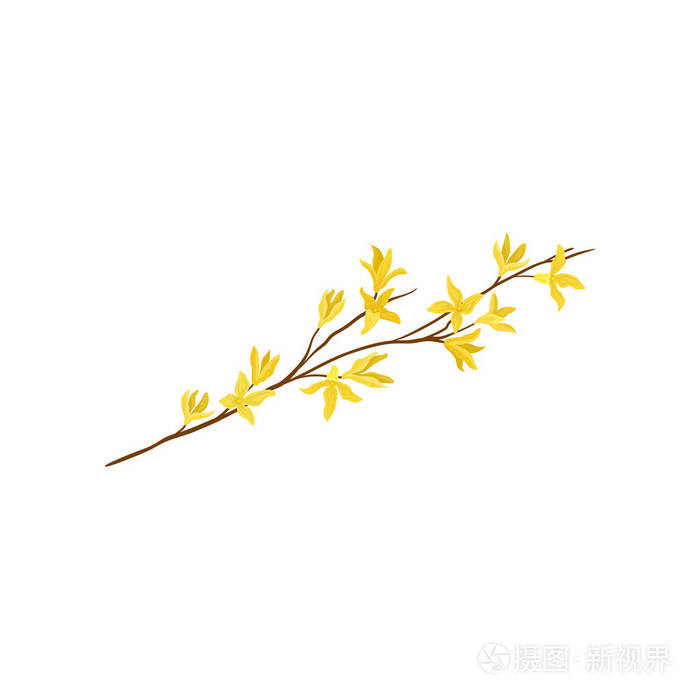 连翘树的小枝,有新鲜的黄花. 春天