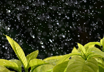 雨滴在树叶背景上。 倾盆大雨落在绿叶上。 环境和自然背景的伟大形象。