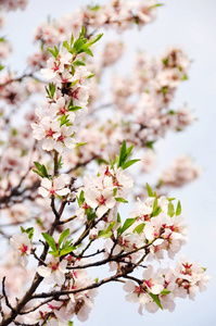 春天杏树美丽的嫩花。
