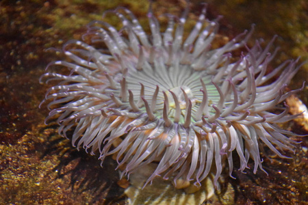 水族馆里的海葵