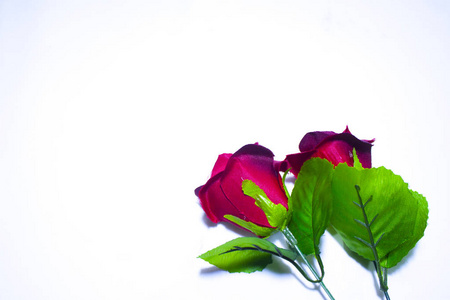 情人节的美丽玫瑰摄影集