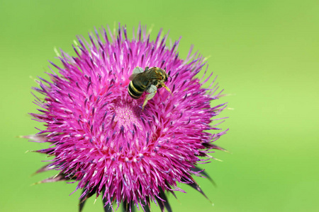 采花季节花粉的蜜蜂图片