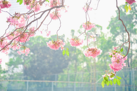 泰国泰莎樱花粉红色花，背景甜美