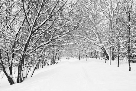 许多雪在树上黑白分明