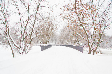 冬天城市公园里的树和桥