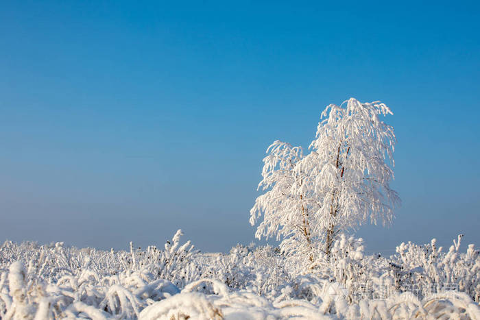 冬季景观阳光明媚的霜天