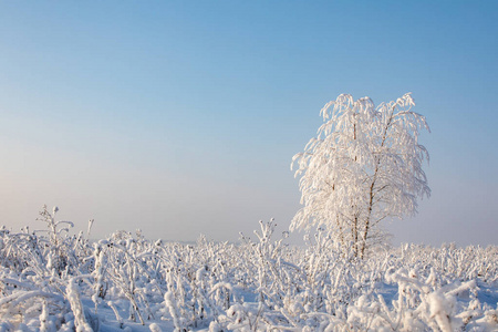 冬季景观。 阳光明媚的霜天