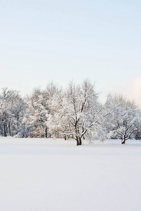 在公园的雪下有雪的小路和树木