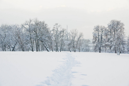 雪和雪道下的树木