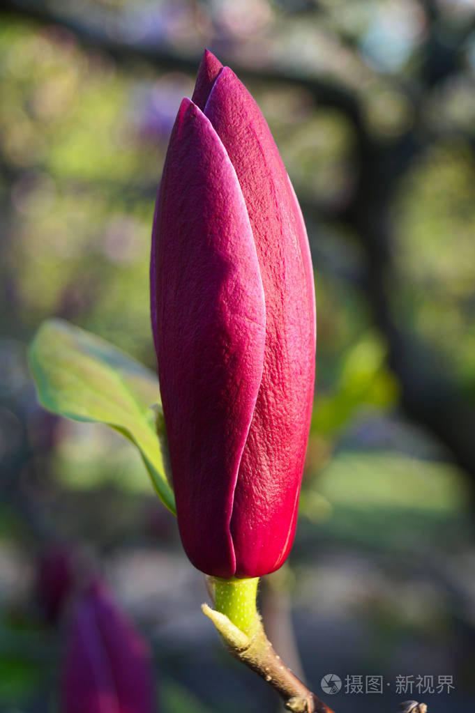 玉兰花的一个孤独的花蕾