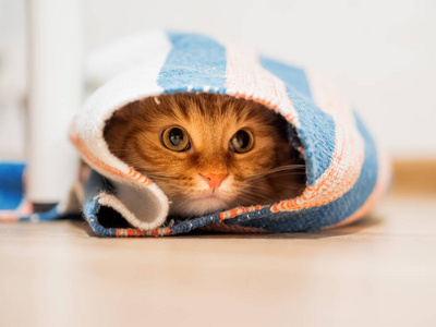 可爱的姜猫坐在里面卷起地毯。 毛茸茸的宠物看起来很好奇。