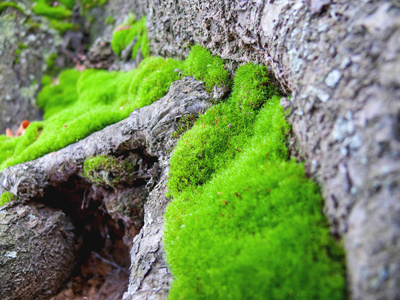 特写岩石上绿色蓬松苔藓的照片. 石头上有植物的自然背景.照片