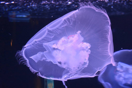 水族馆里的水母