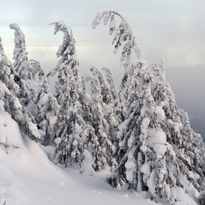 多云的日子里，山坡上的针叶树在雪地里。