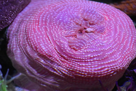 海葵在水中照片