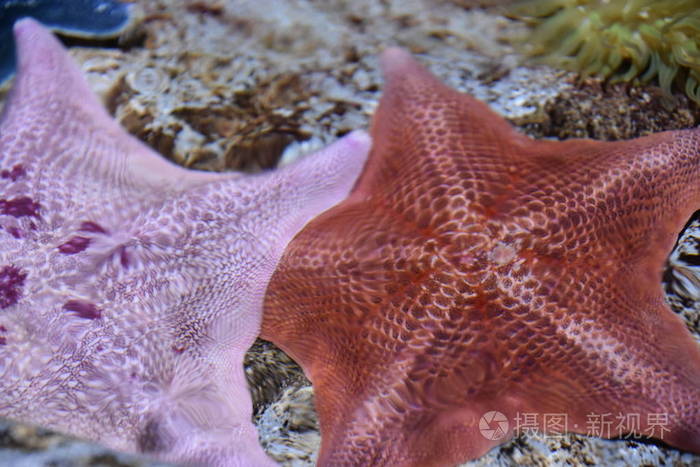 水族馆里的海星