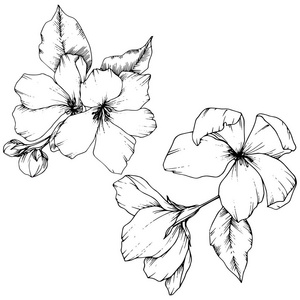 苹果的向量花花植物花.黑白雕刻水墨艺术.被隔绝的花例证元素照片