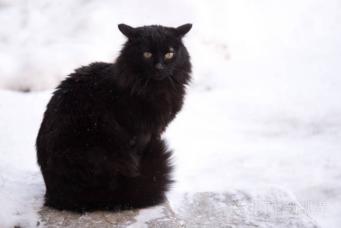 被遗弃的街头猫动物虐待悲伤 雪背景上的黑色毛茸茸的猫 无家可归的黑猫 照片 正版商用图片17pmpv 摄图新视界