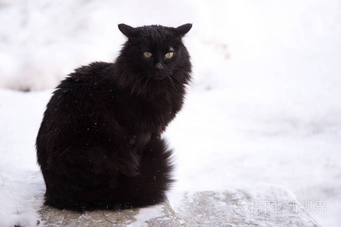 被遗弃的街头猫动物虐待悲伤 雪背景上的黑色毛茸茸的猫 无家可归的黑猫 照片 正版商用图片17pmpv 摄图新视界 被遗弃的街头猫动物虐待悲伤 雪背景上的黑色毛茸茸的猫 无家可归的黑猫 照片 正版商用图片17pmpv 摄图新视界