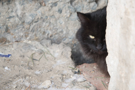 被遗弃的街头猫动物虐待悲伤。 雪背景上的黑色毛茸茸的猫。 无家可归的黑猫。