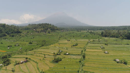 印尼的水稻梯田和农田