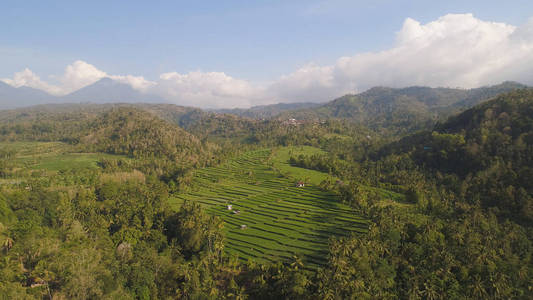 印尼的水稻梯田和农田