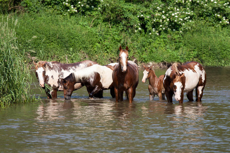 一群在水里作画的马