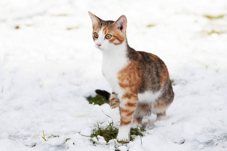 雪地上漂亮小猫的肖像