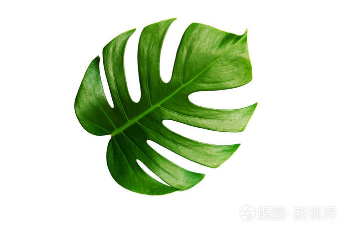 棕榈叶(棕榈叶的寓意)