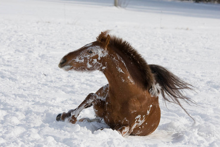 棕色的马在雪地草地上滚动