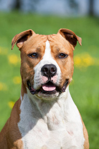 漂亮的美国斯塔福德郡猎犬的肖像