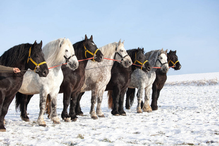 七匹雄伟的马摆姿势照片