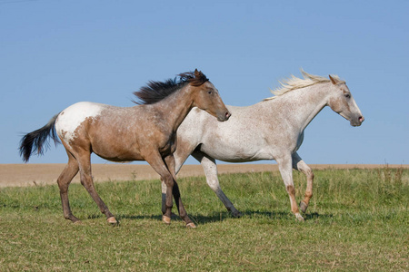 两匹美丽的阿帕鲁萨马在草地上奔跑