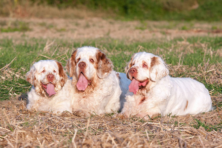 三个漂亮的clumberspaniel的肖像