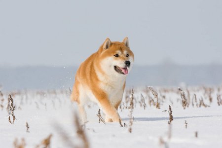 石坝伊努穿过雪景