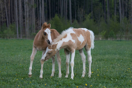 两只可爱的小马驹在牧场上玩耍照片