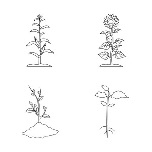 大豆发芽图片-大豆发芽素材-大豆发芽插画-摄图新视界