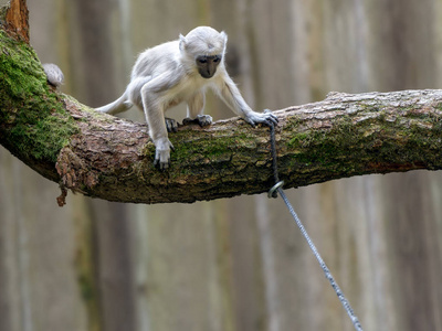 小白猴子用绳子坐在树枝上