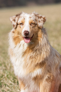 漂亮的澳大利亚牧羊犬的肖像