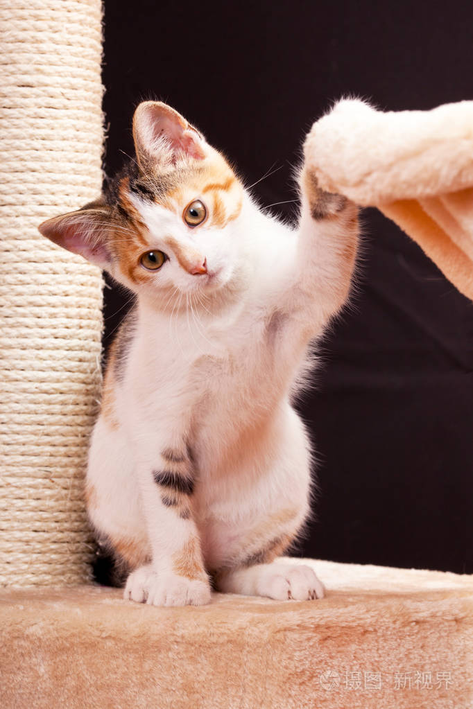 黑色背景上漂亮的坐着的小猫的肖像