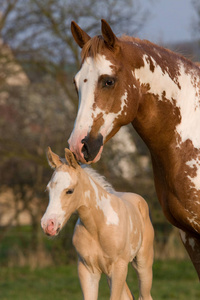 阿帕洛萨母马和漂亮的小马驹