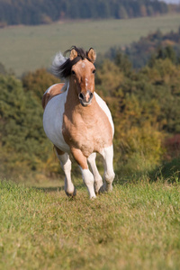 漂亮的小马跑在草地上