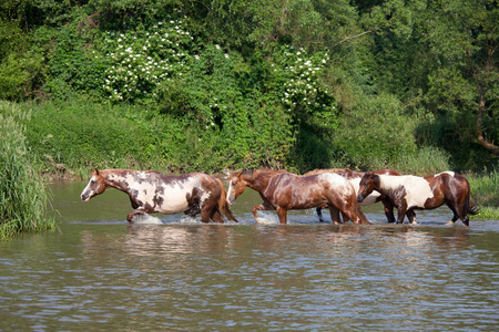 一群在水里作画的马