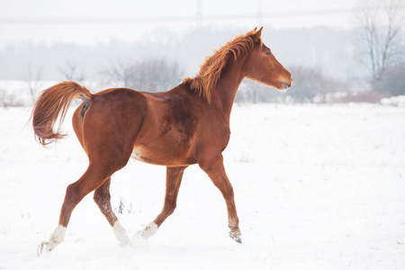马在冬天的风景中奔跑